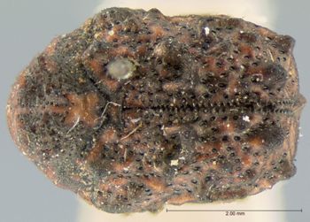 Media type: image; Entomology 9336   Aspect: habitus dorsal view